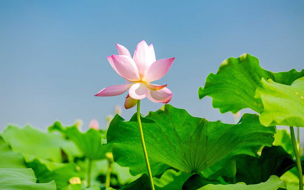 光学系统设计及像差校正